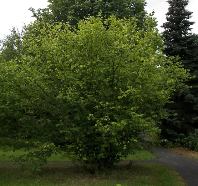 Közönséges mogyoró